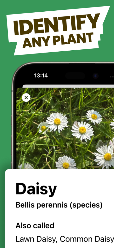 Free Plant Identifier - スマートフォン画面にWardアプリが表示され、一般的なデイジーとその学名が識別されている様子。