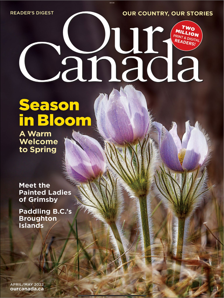 Capa da revista Our Canada com flores roxas e tema de primavera