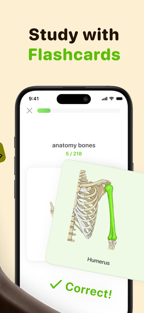 Focus Tree: Timer & Flashcards - Mobile app screen showing an anatomy flashcard of a humerus bone with a green checkmark and Correct notification.