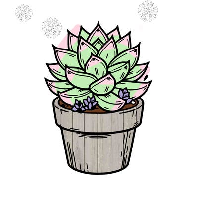 succulent plant potted