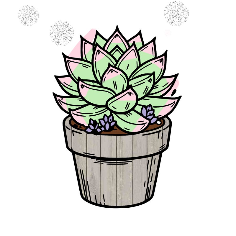 succulent plant potted