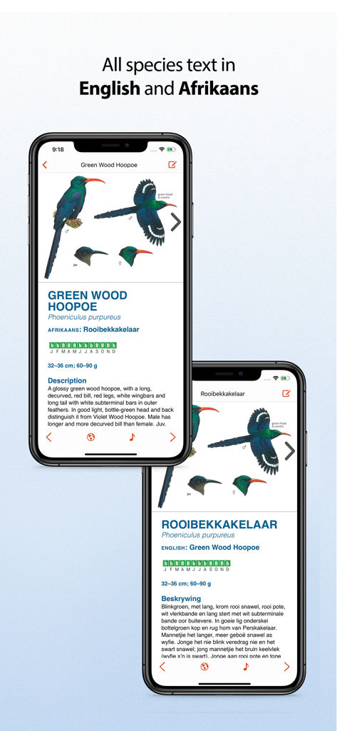 Screenshot dell'app Sasol eBirds che mostra descrizioni di specie di uccelli sia in inglese che in afrikaans con l'Upupa verde