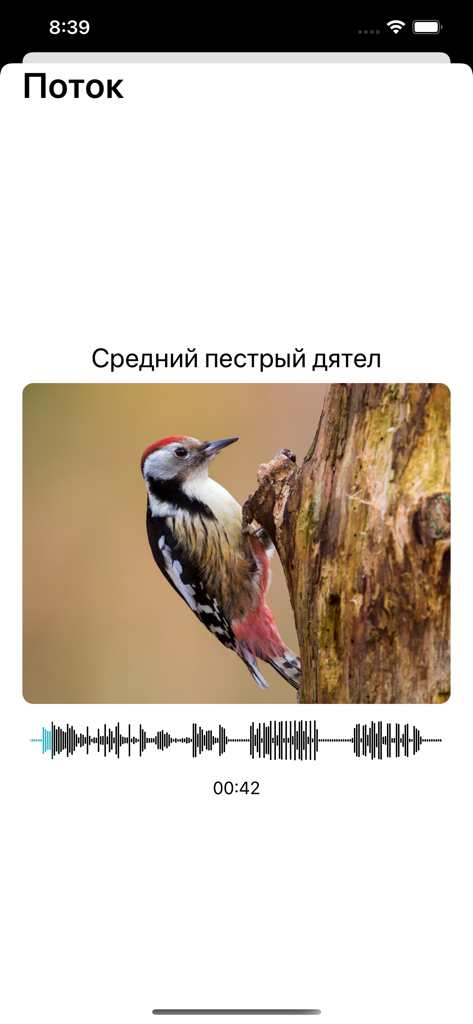EcoGuide app interface showing a middle spotted woodpecker and audio playback waveform