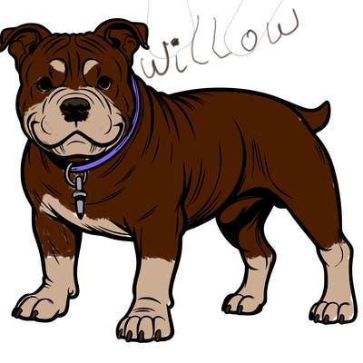 american bully dog