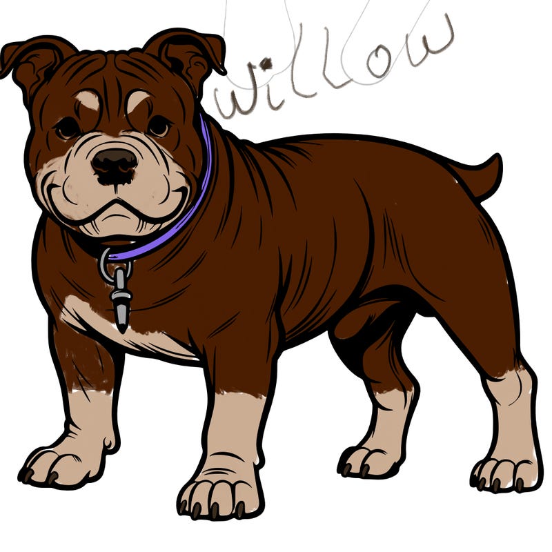 american bully dog