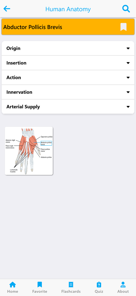 Interface of Learn Muscles Anatomy app displaying anatomical details and a diagram for the abductor pollicis brevis muscle