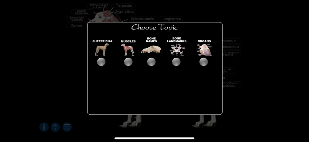 Un menú de selección de temas en la aplicación Anatomía del Perro Canino 3D que muestra categorías para superficial, músculos, huesos y órganos.