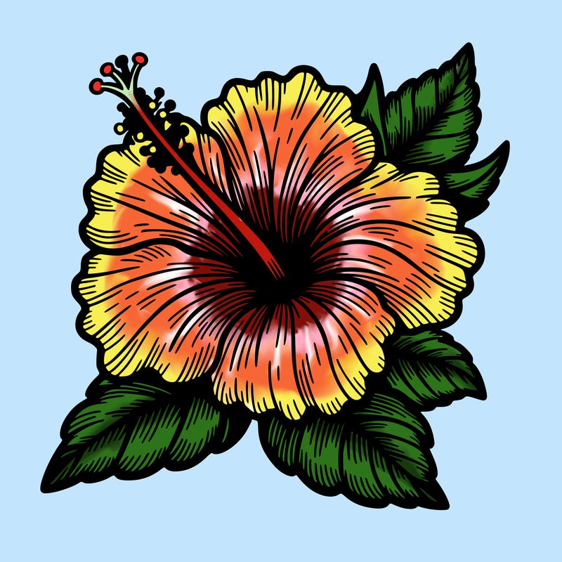 hibiscus detailed flower drawing beautiful