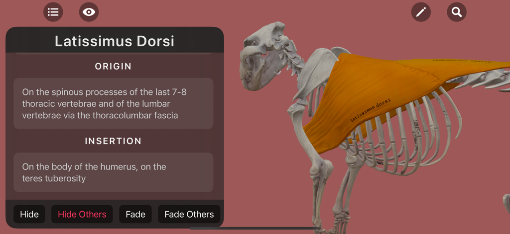 Modelo 3D anatómico de un león que muestra el músculo latissimus dorsi y la estructura esquelética con detalles de origen e inserción