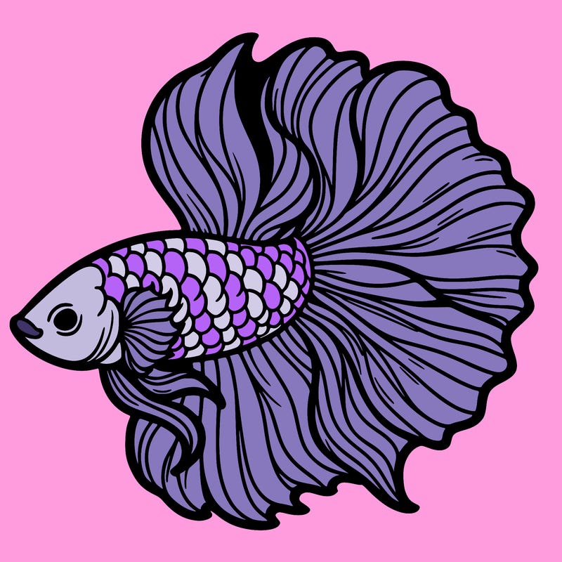 betta fish