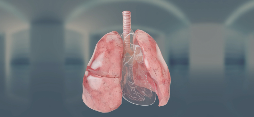 A 3D anatomical visualization of the human lungs and trachea