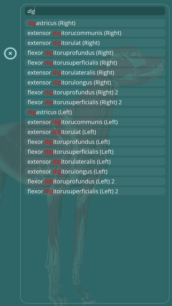 Interfaccia di ricerca che mostra vari nomi di muscoli canini nell'app Visual Anatomy