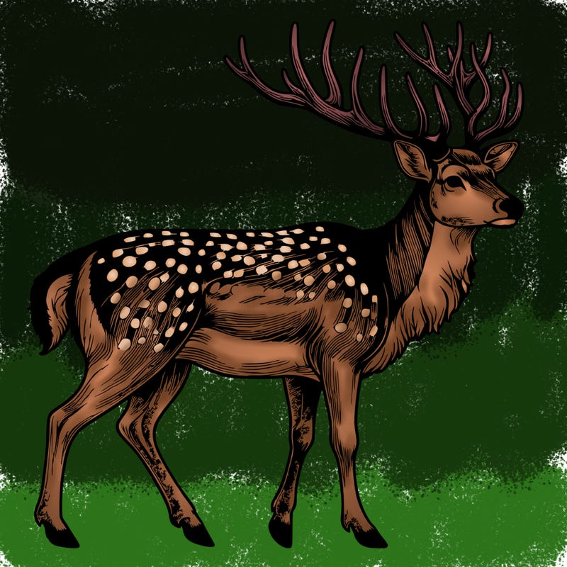 realistic deer