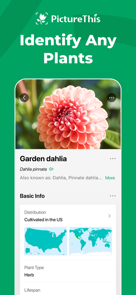 PictureThis 앱 화면에서 정원 달리아를 과학적 이름과 지리적 분포와 함께 식별하는 모습