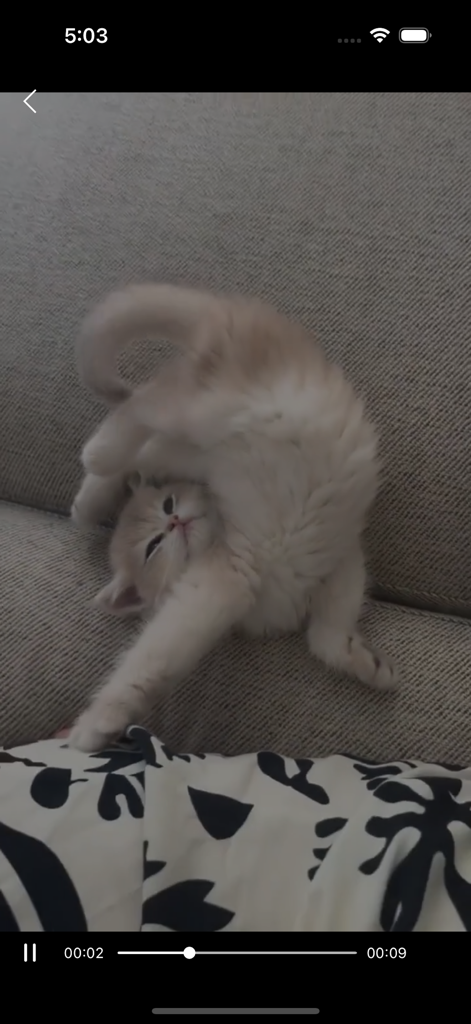 Hot Reels - A vertical short video of a playful kitten on a couch within the Hot Reels app interface