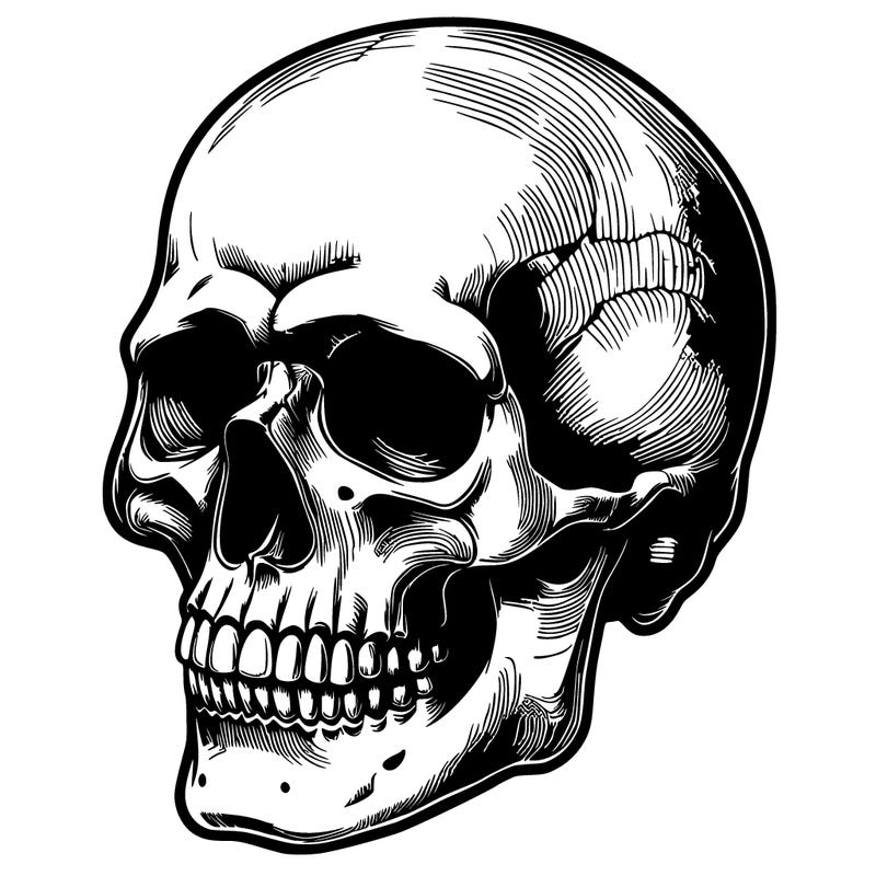 realistic skull