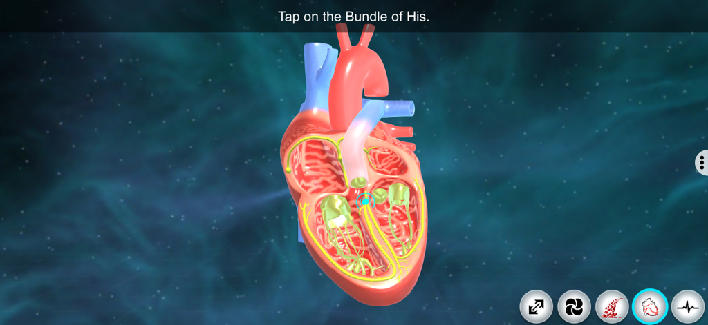Heart - EduTech Era - A 3D anatomical diagram of the human heart cross section highlighting the electrical conduction system for a student quiz.