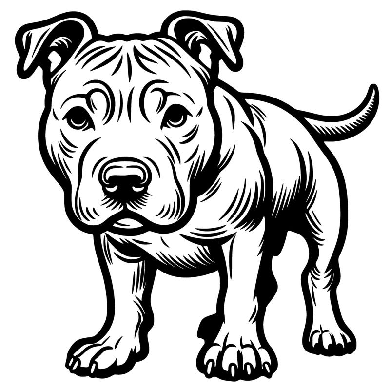 pit bull