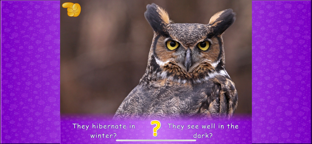Animal picture games for kids - Owl trivia screen in the Animal picture games for kids app showing a real photo of an owl and educational questions