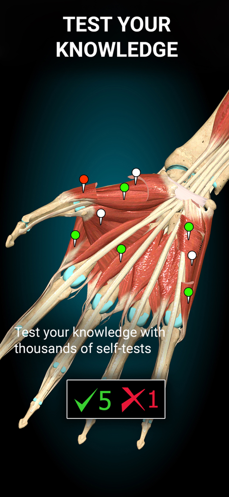 3D anatomy quiz showing a human hand with interactive pins for muscle identification