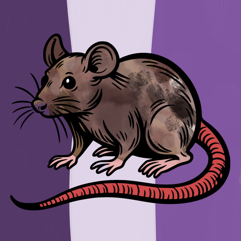 rat