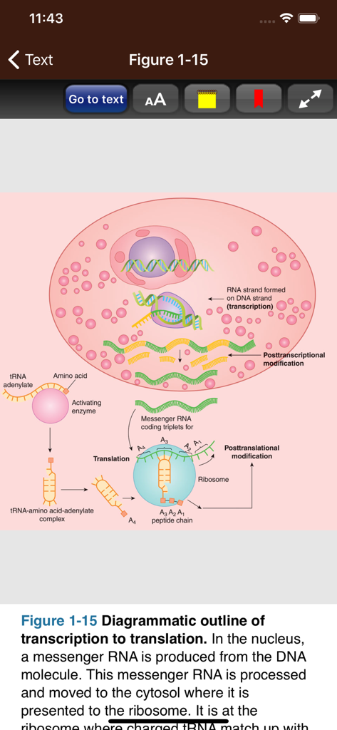 Ganong's Review Physiology 26E - Medical diagram illustrating the process from transcription to translation in human physiology