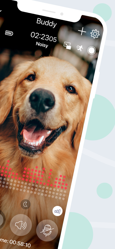 Dog Monitor Buddy & Pet cam - Transmisión en vivo de una cámara para mascotas de un golden retriever en la pantalla de un iPhone.