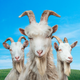 Goat Simulator 3