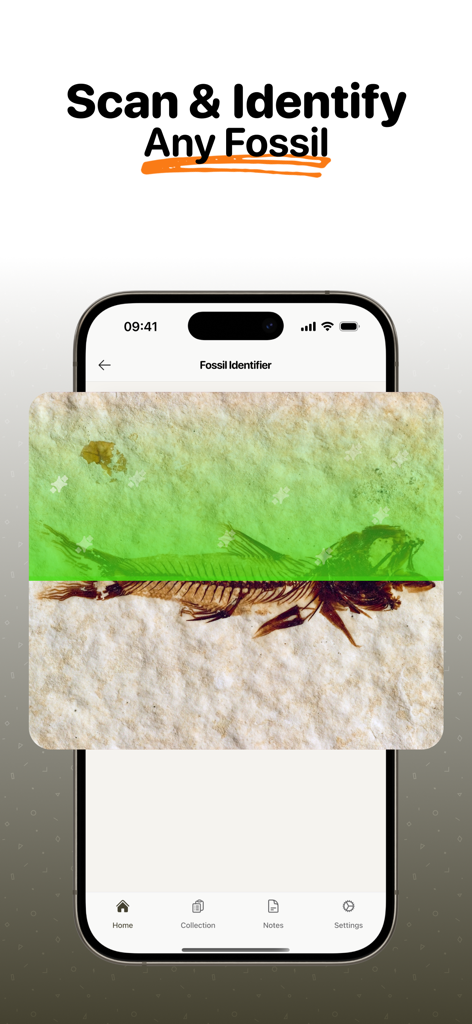 Fossil Identifier: Scan Fossil - Smartphone app scanning and identifying a fish fossil using AI