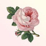 Classical Birthday - App Icon