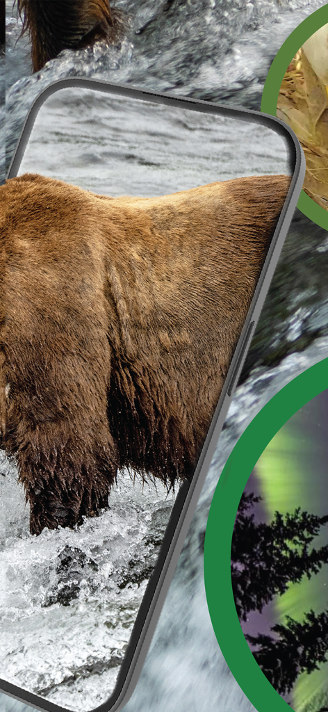 Explore.org: Live Animal Cams - A close up view of a brown bear in a river streamed live on a smartphone app screen