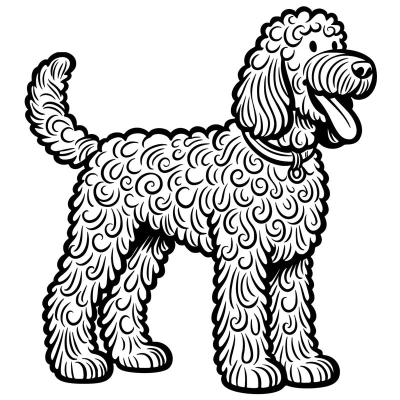 labradoodle