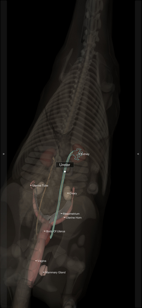 A translucent 3D model of a horse showing internal organs like the kidney and uterus with anatomical labels.