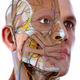 Visual Anatomy 3D - Human Body