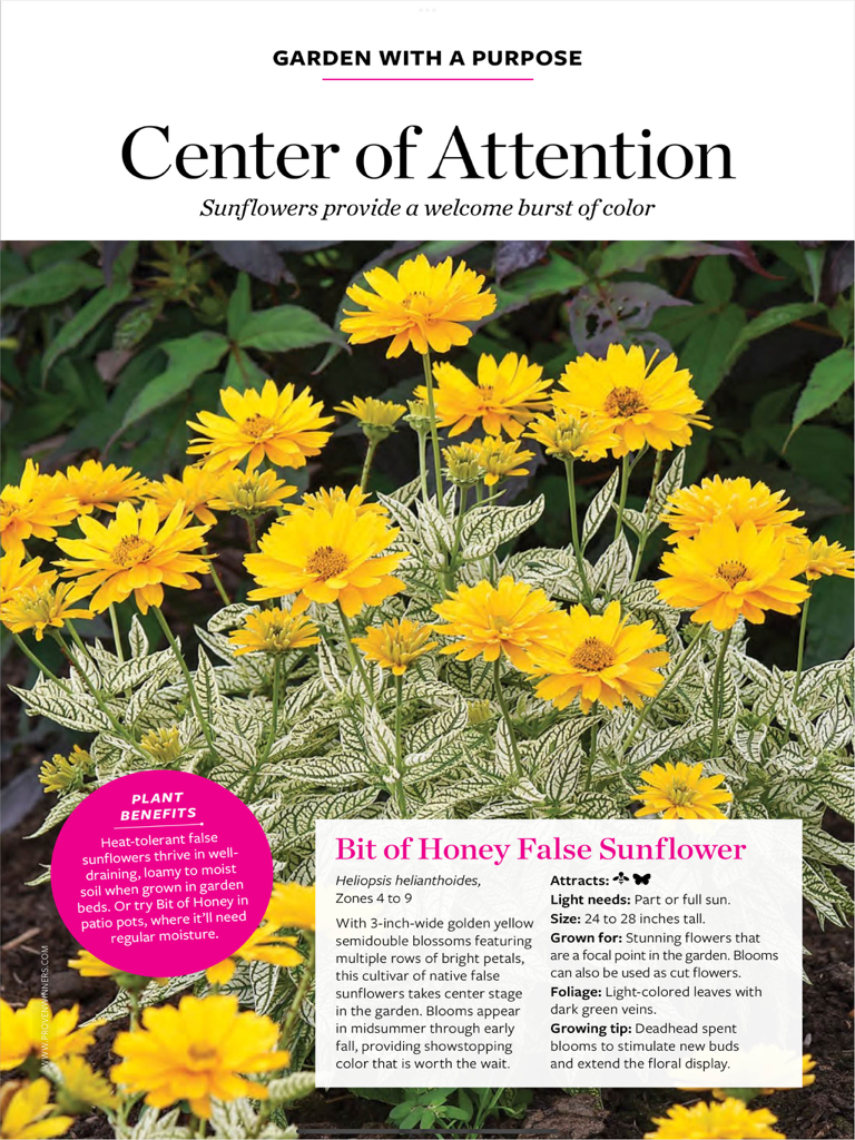 Birds & Blooms - A detailed gardening guide for the Bit of Honey False Sunflower featuring bright yellow blooms and plant care tips.