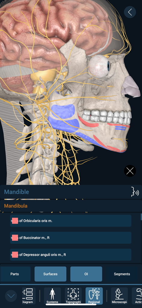3D Organon - Detailed 3D anatomical visualization of the human skull, jaw, and nerves in 3D Organon medical app