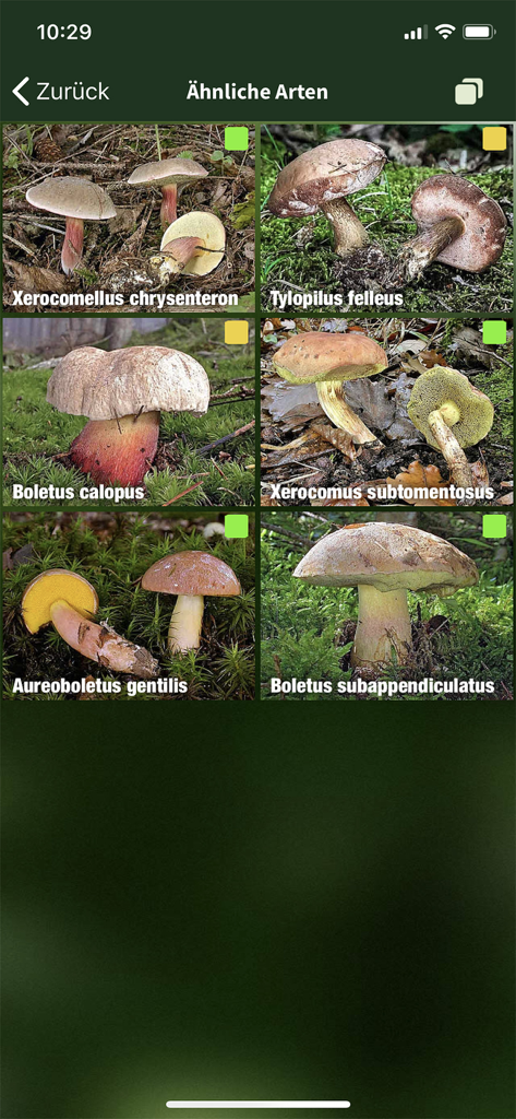 PilzSnap - Pilze sammeln! - Confronto di specie di funghi simili con icone a semaforo di sicurezza nell'app PilzSnap