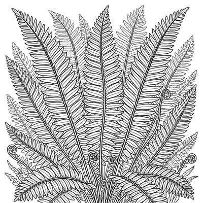 Unleash your creativity with this exquisite sword fern coloring page, perfect for nature enthusiasts. Explore the intricate details of these majestic plants and bring them to life with your favorite colors.