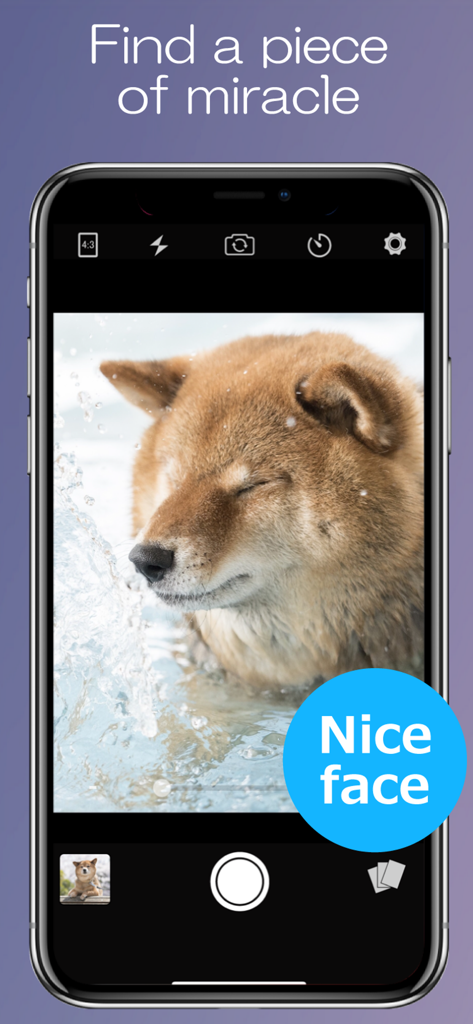 Photo++ ! - Interfaz de la aplicación de cámara Photo plus plus que muestra a un perro Shiba Inu con una buena expresión facial durante un salpicadura de agua