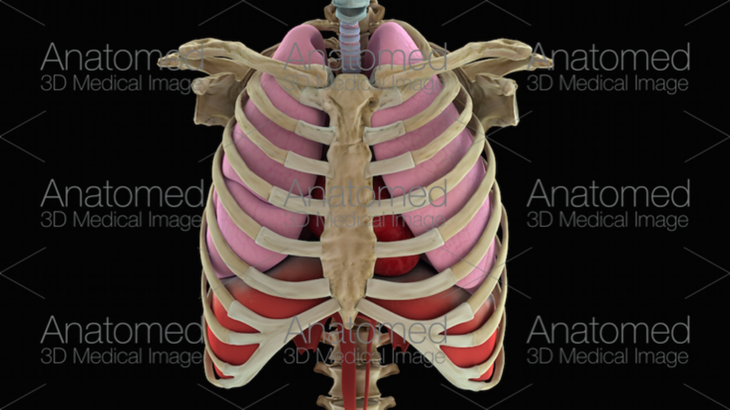 Anatomed - 3D Medical Image - 3D medical visualization of a human rib cage and internal organs