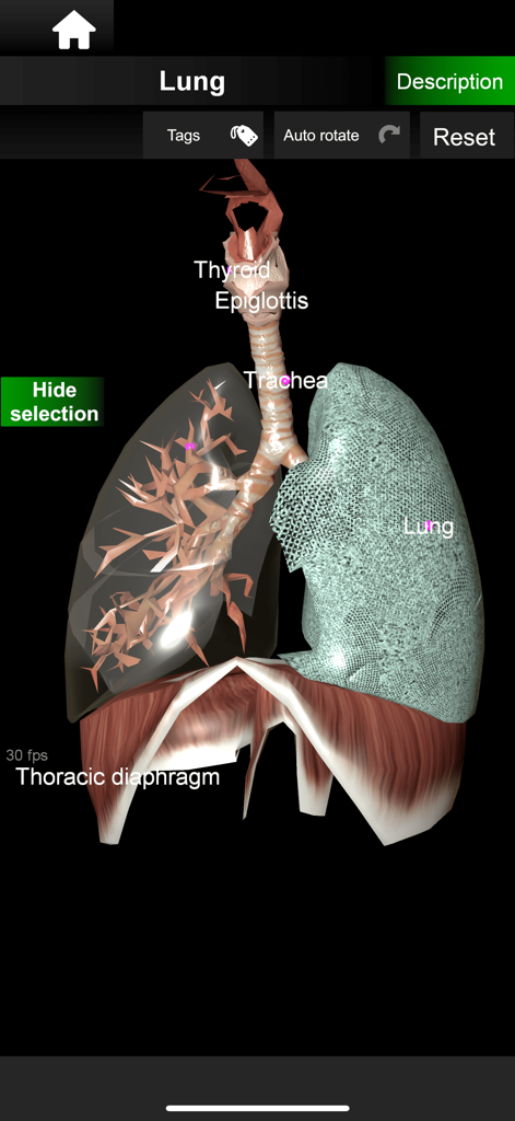 Modelo anatómico interactivo en 3D del sistema respiratorio humano con etiquetas para los pulmones y la tráquea