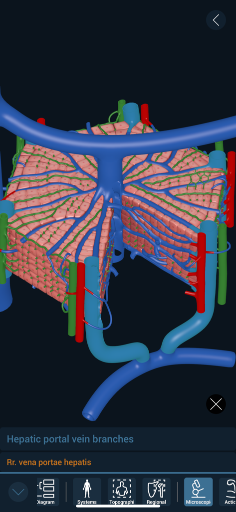 3D Organon - A 3D microscopic anatomy model of hepatic portal vein branches in the 3D Organon app