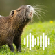 Hunting Calls: Nutria & Otter