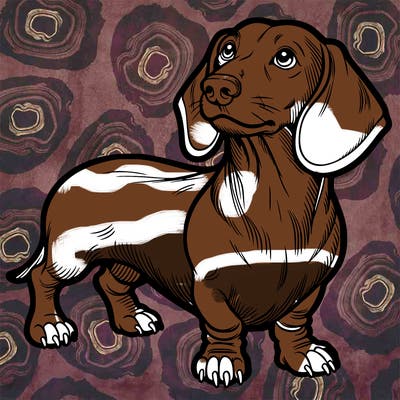 dachshund