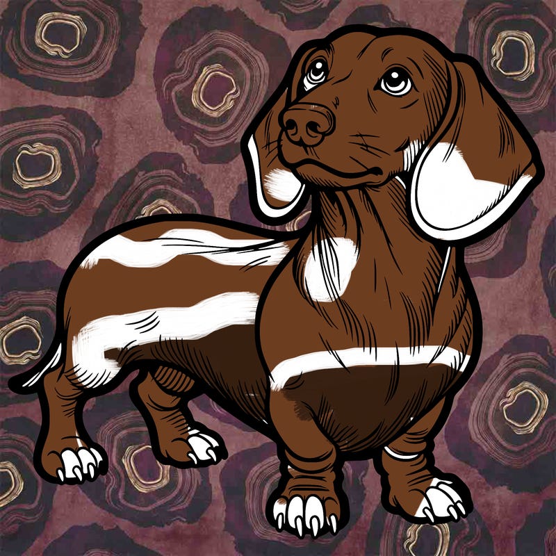 dachshund