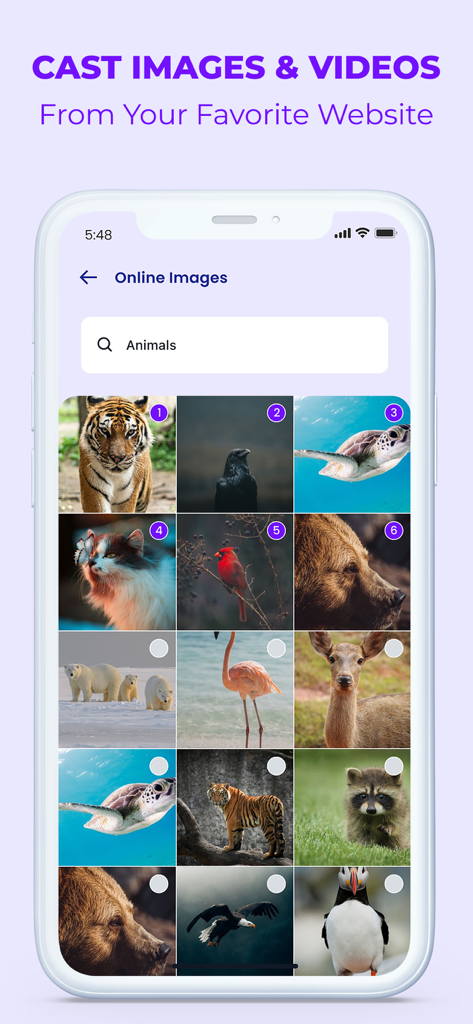 Interface de l'application Screen Cast affichant une galerie de résultats de recherche d'images d'animaux en ligne pour la diffusion sur TV