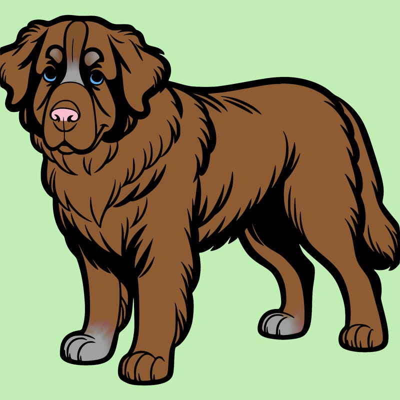 bernise mountain dog