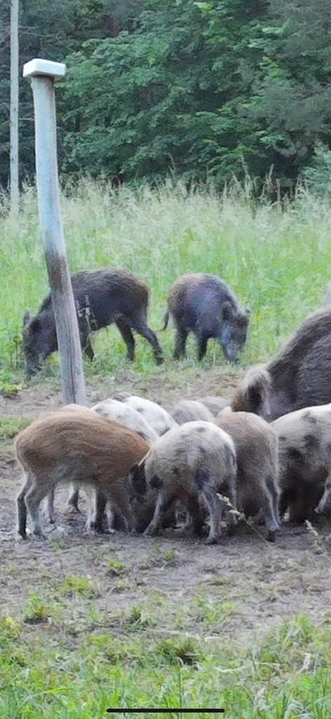 SUPERSIM - Wild boars and piglets foraging in a field captured by a SUPERSIM wildlife camera