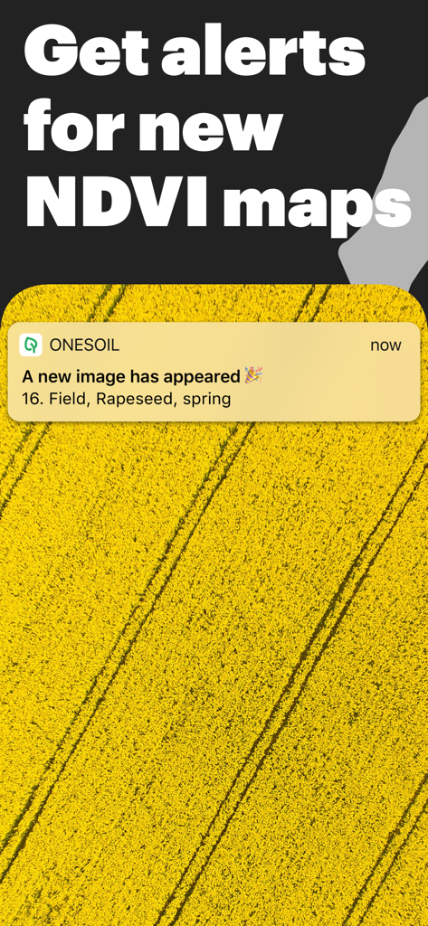 OneSoil Scouting: Farming Tool - Una notificación móvil de la aplicación OneSoil que alerta al usuario sobre un nuevo mapa NDVI satelital para un campo de colza.