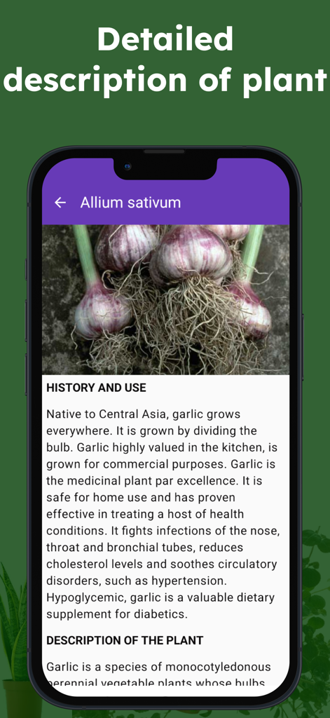 Medicinal herbs identification - Pantalla móvil que muestra las propiedades medicinales y la descripción del ajo.